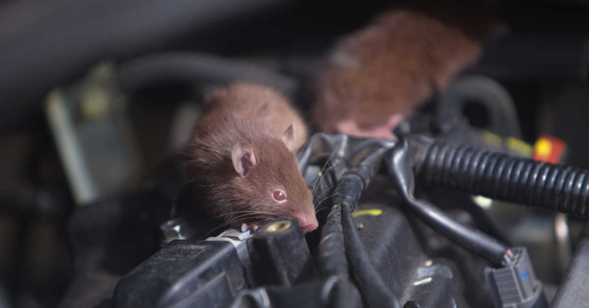 Toyota Car Rat & Pest Repellent Treatment